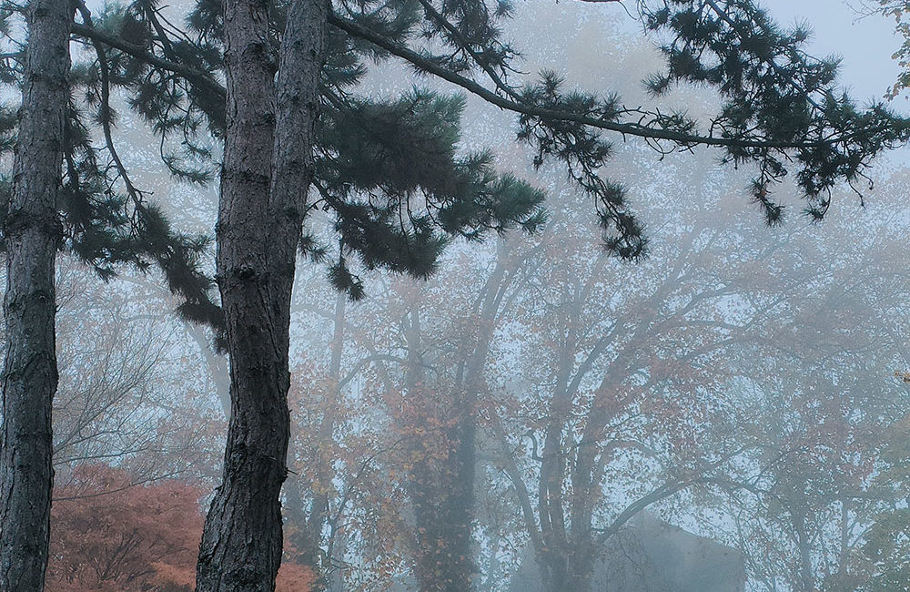 Brouillard matinée